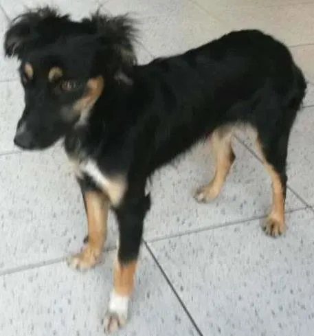 Cachorro ra a  idade 7 a 11 meses nome Sem Nome