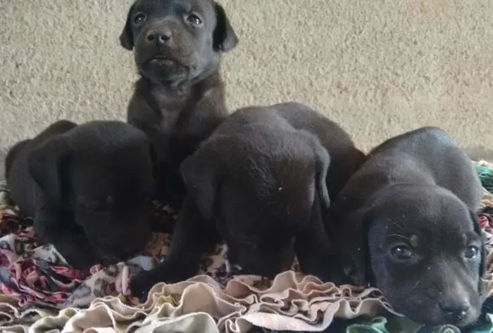 Cachorro ra a viralata  idade Abaixo de 2 meses nome não ten