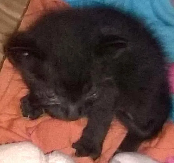 Gato ra a vira lata idade Abaixo de 2 meses nome Nestor