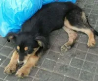 Cachorro raça viralata idade 2 a 6 meses nome sem nome