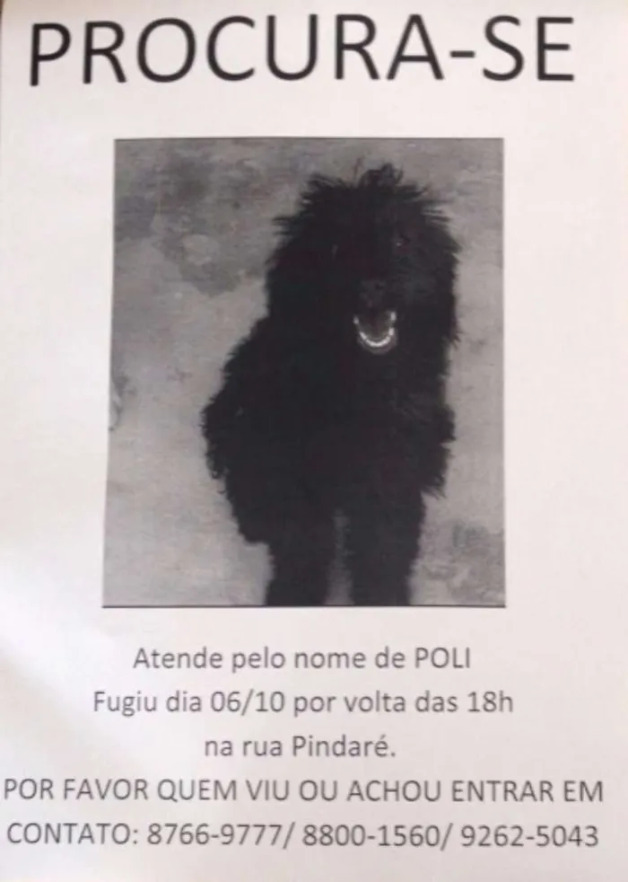Cachorro raça SRD idade 2 a 6 meses nome Poli GRATIFICA