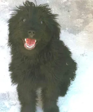 Cachorro raça SRD idade 2 a 6 meses nome Poli GRATIFICA