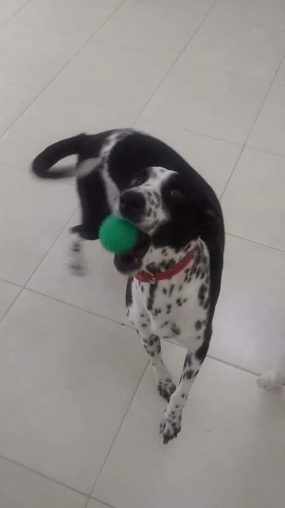 Cachorro ra a SRD idade 5 anos nome Yoko