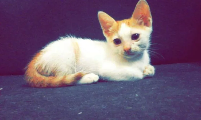 Gato raça  idade 2 a 6 meses nome Sem nome