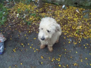 Cachorro raça Poodle idade 1 ano nome POODLEZINHA