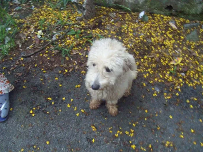 Cachorro ra a Poodle idade 1 ano nome POODLEZINHA