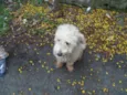POODLEZINHA