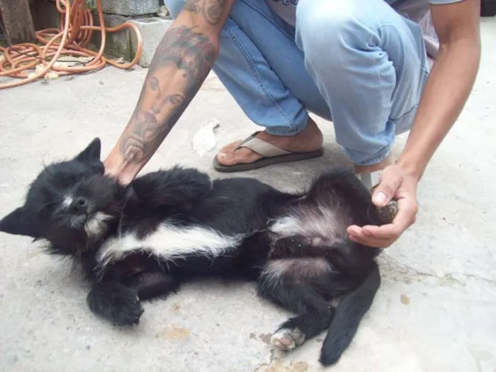 Cachorro ra a SRD idade 1 ano nome LION