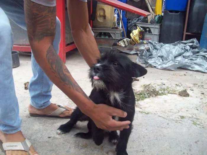 Cachorro ra a SRD idade 1 ano nome LION