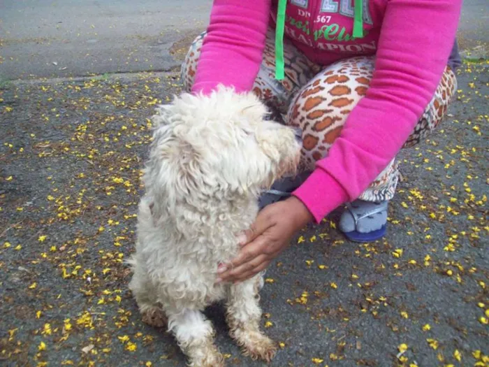 Cachorro ra a Poodle idade 1 ano nome POODLEZINHA