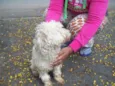 POODLEZINHA