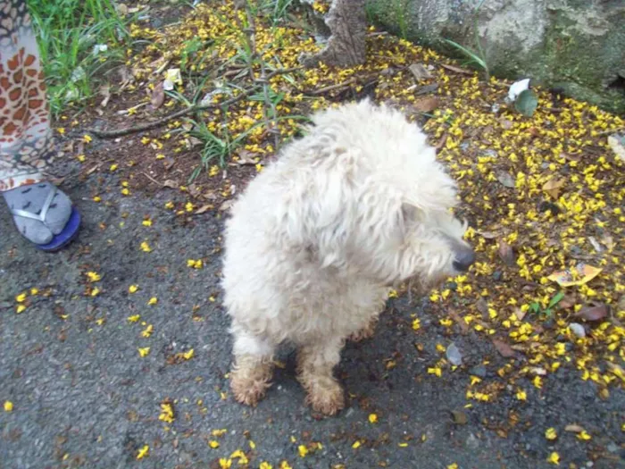 Cachorro ra a Poodle idade 1 ano nome POODLEZINHA