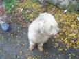 POODLEZINHA