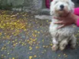 POODLEZINHA