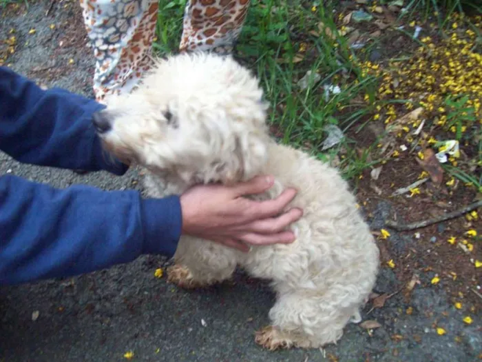 Cachorro ra a Poodle idade 1 ano nome POODLEZINHA