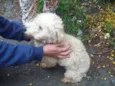 POODLEZINHA