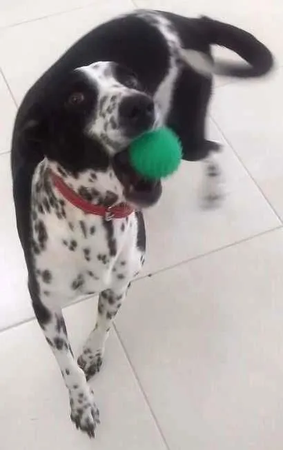 Cachorro ra a SRD idade 5 anos nome Yoko
