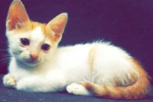 Gato raça  idade 2 a 6 meses nome Sem nome