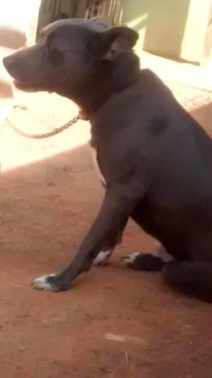 Cachorro raça Mistura idade 6 ou mais anos nome Max