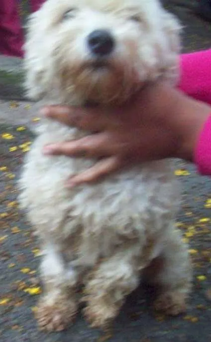 Cachorro ra a Poodle idade 1 ano nome POODLEZINHA