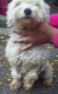 POODLEZINHA