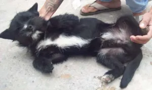 Cachorro raça SRD idade 1 ano nome LION