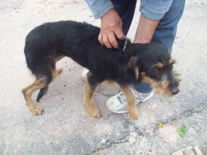 Cachorro ra a SRD idade  nome MELISSA