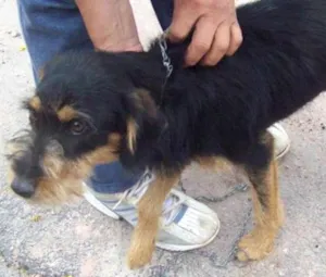 Cachorro raça SRD idade  nome MELISSA