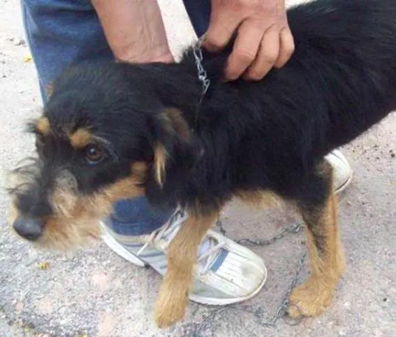 Cachorro ra a SRD idade  nome MELISSA
