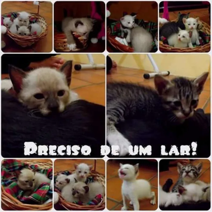 Gato ra a  idade Abaixo de 2 meses nome Filhotes