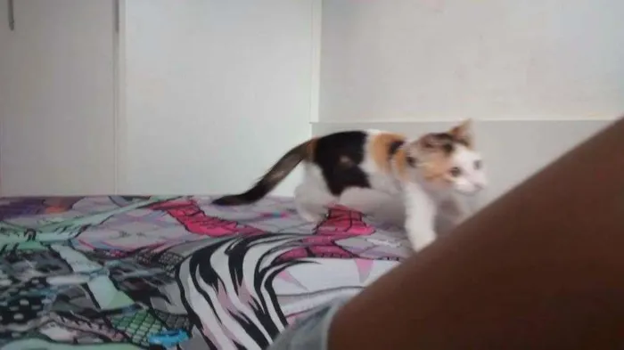 Gato ra a Vira lata idade 1 ano nome Nala 