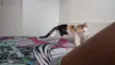 Nala