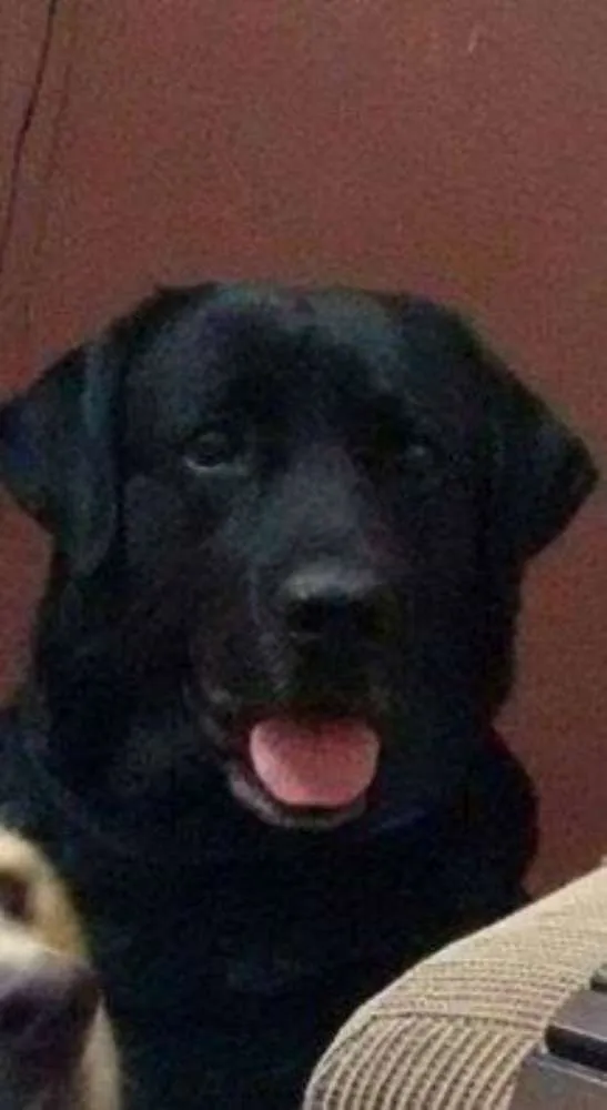 Cachorro ra a Labrador idade 2 a 6 meses nome huck GRATIFICA