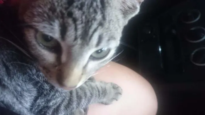 Gato ra a Srd idade 2 a 6 meses nome Não tem nome