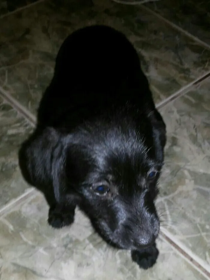 Cachorro ra a SRD idade 2 a 6 meses nome Ariel