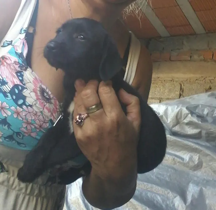 Cachorro ra a SRD idade 2 a 6 meses nome Ariel
