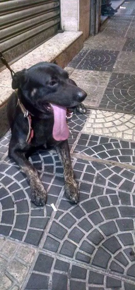 Cachorro ra a Pit-Bull com SRD idade 1 ano nome Natasha - A coisinh