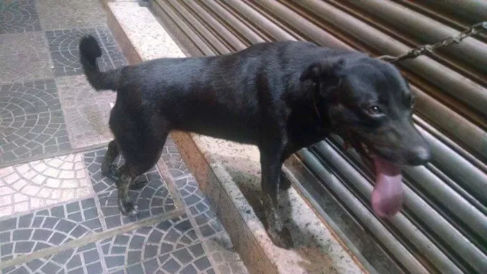 Cachorro ra a Pit-Bull com SRD idade 1 ano nome Natasha - A coisinh