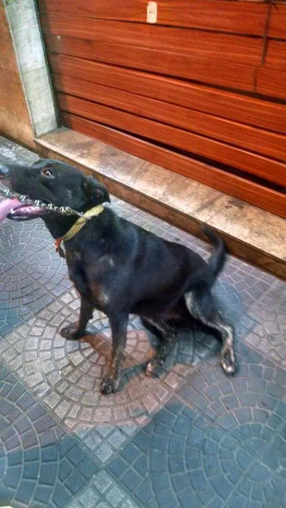 Cachorro ra a Pit-Bull com SRD idade 1 ano nome Natasha - A coisinh