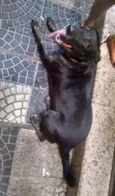 Natasha - A coisinh