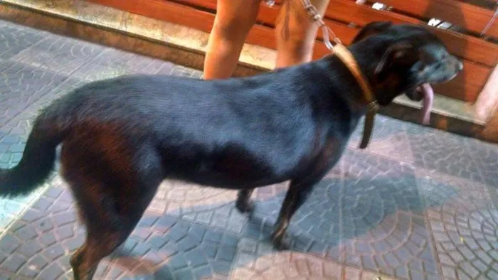 Cachorro ra a Pit-Bull com SRD idade 1 ano nome Natasha - A coisinh