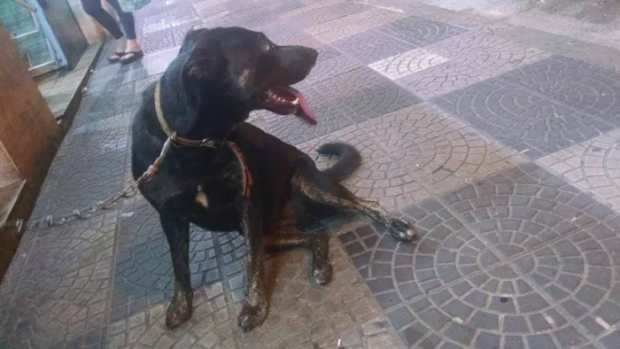 Cachorro ra a Pit-Bull com SRD idade 1 ano nome Natasha - A coisinh