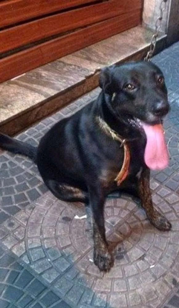 Cachorro ra a Pit-Bull com SRD idade 1 ano nome Natasha - A coisinh