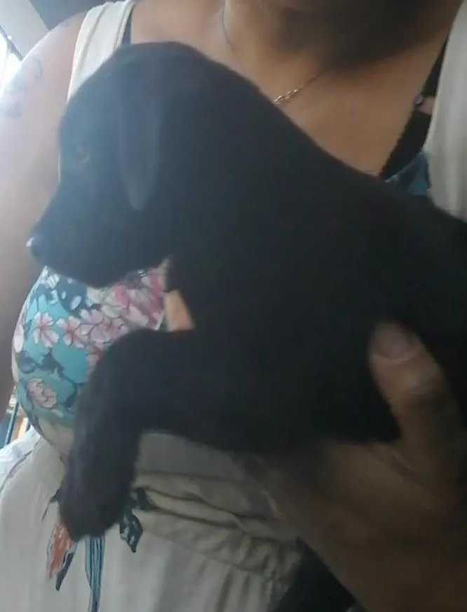 Cachorro ra a SRD idade 2 a 6 meses nome Ariel