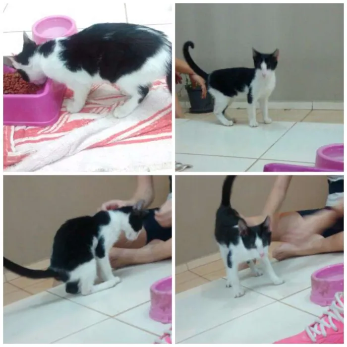 Gato ra a Vira lata idade Abaixo de 2 meses nome Não tem nome