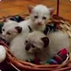 Gato raça  idade Abaixo de 2 meses nome Filhotes