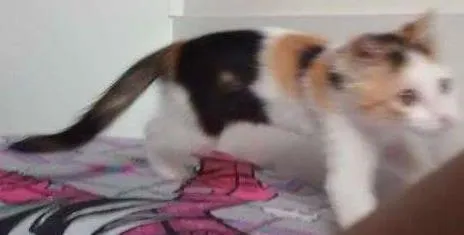 Gato ra a Vira lata idade 1 ano nome Nala 
