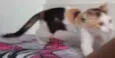Nala