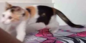 Gato raça Vira lata idade 1 ano nome Nala 