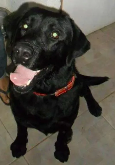 Cachorro ra a Labrador idade 2 a 6 meses nome huck GRATIFICA